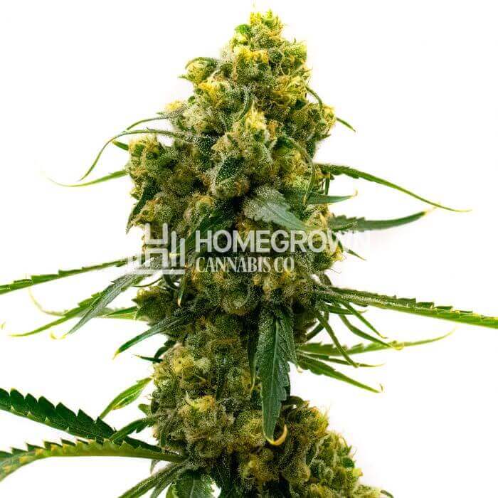 Top Highest THC Percentage Flowers of 2023