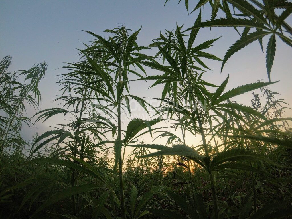 marijuana outdoors