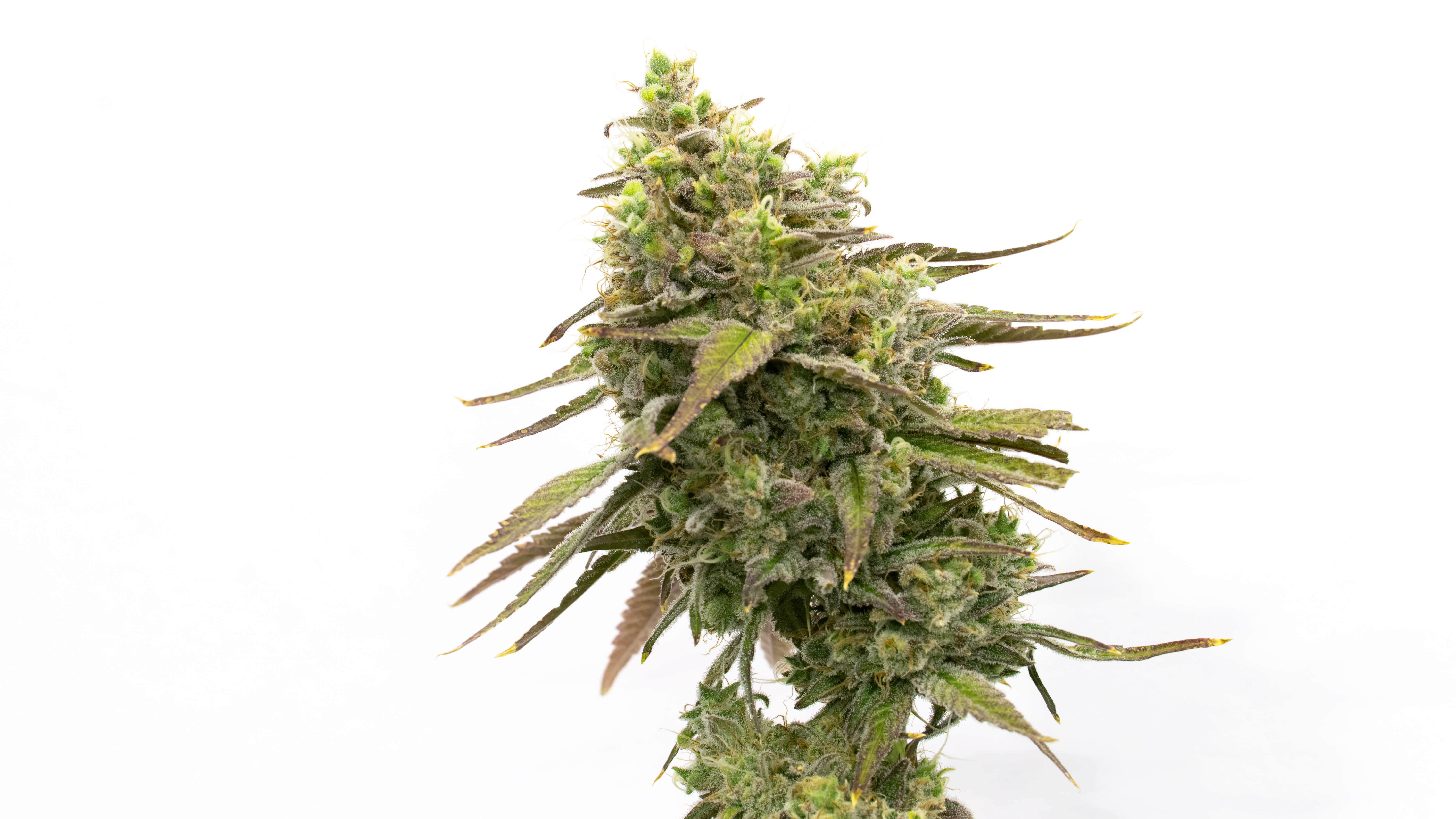 Cannabis plant landrance heirloom homegrown