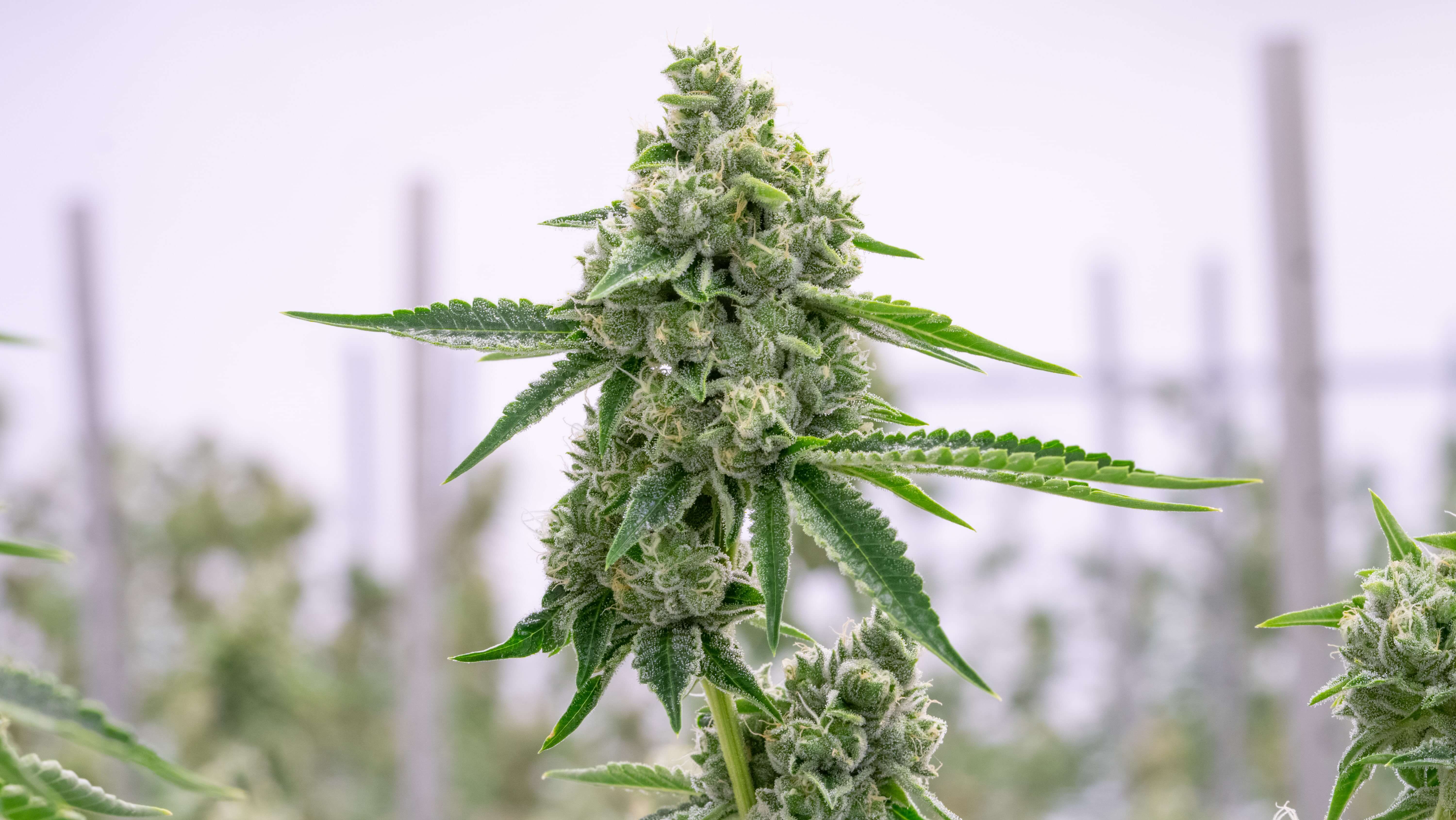 marijuana plant hormones homegrown
