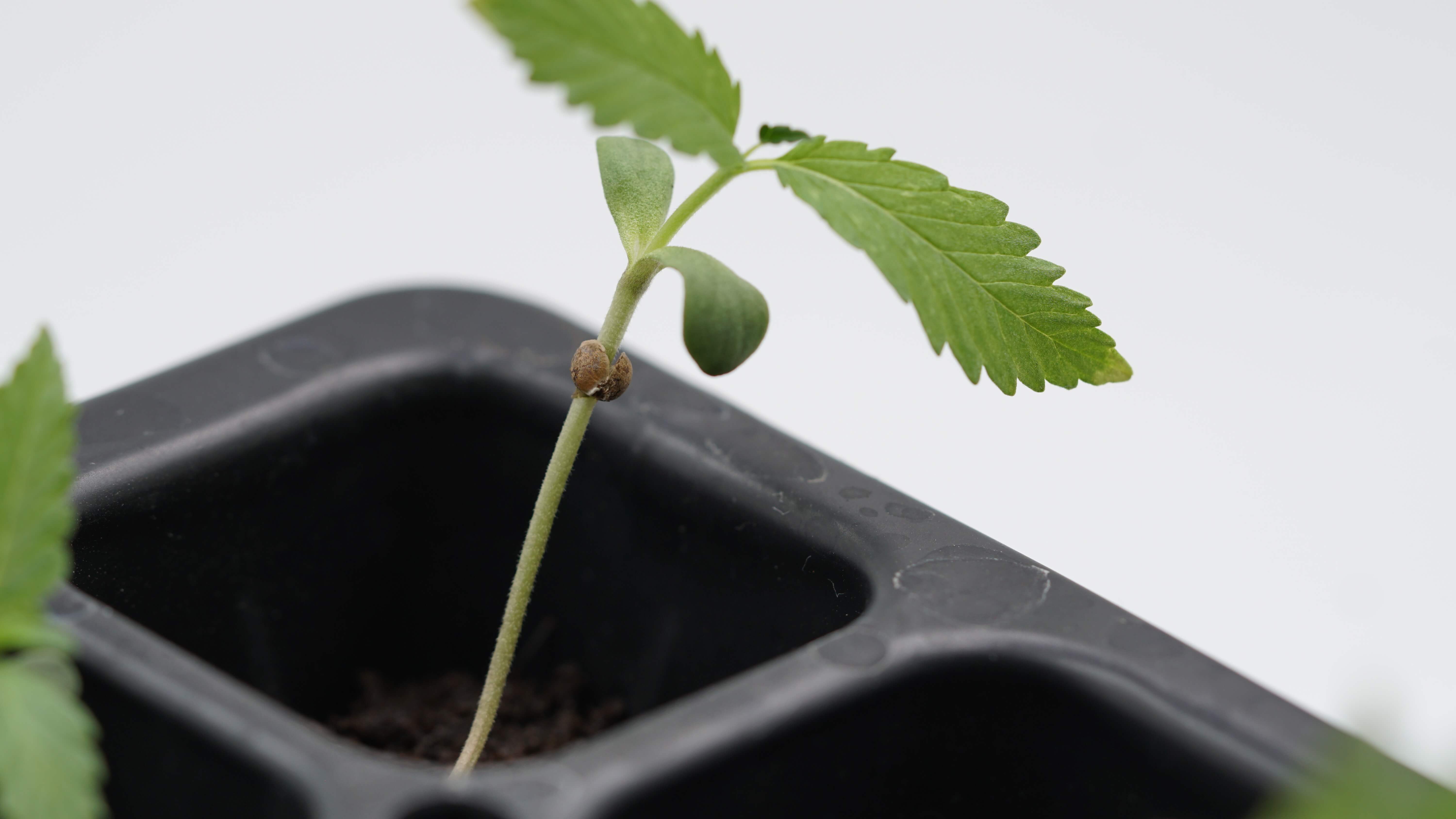 All About the Cannabis Seedling Stage