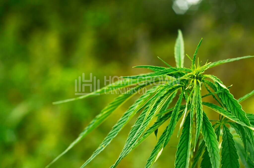Outdoor Cannabis Grow Calendar: Australia