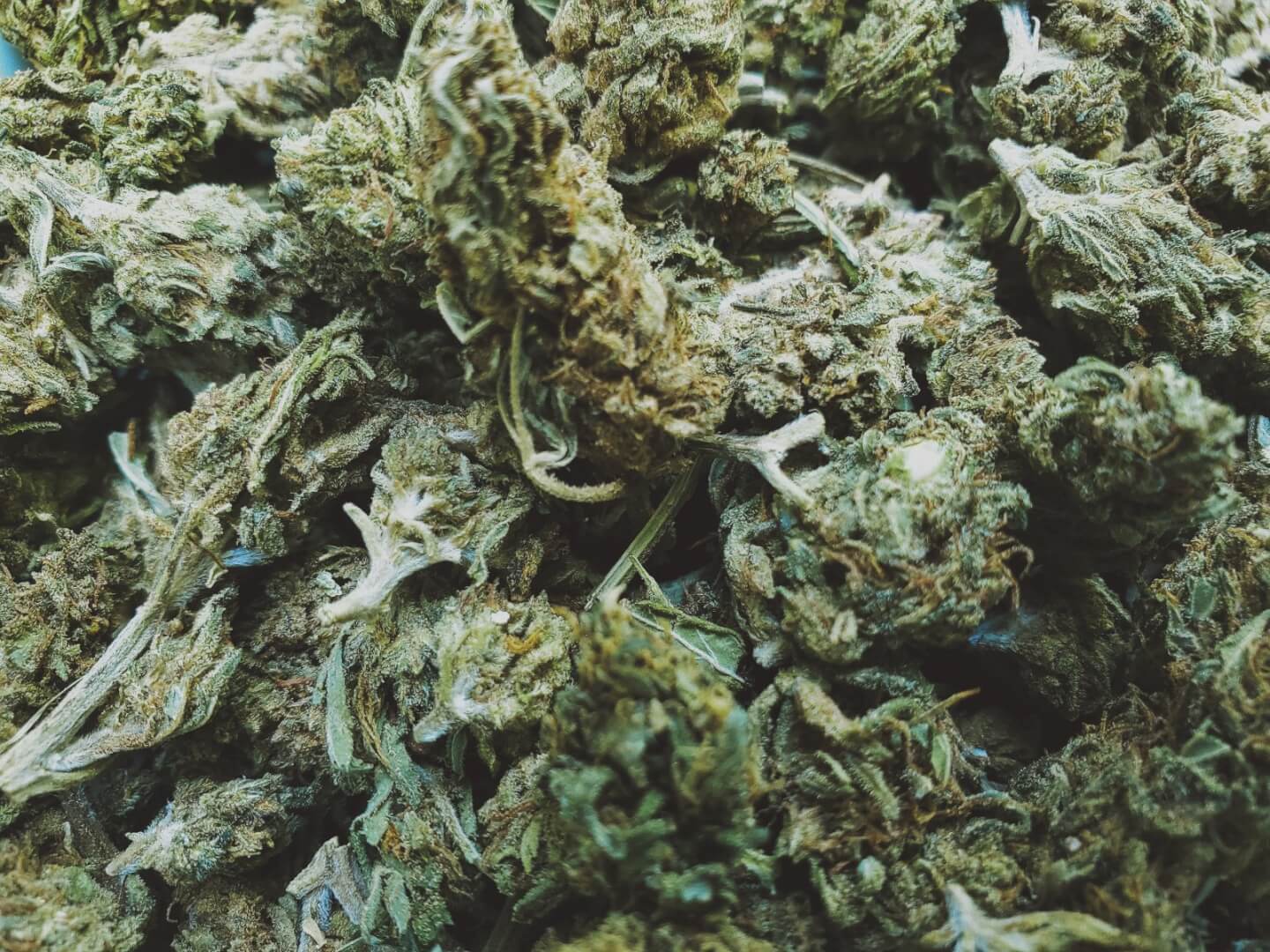 cannabis yields