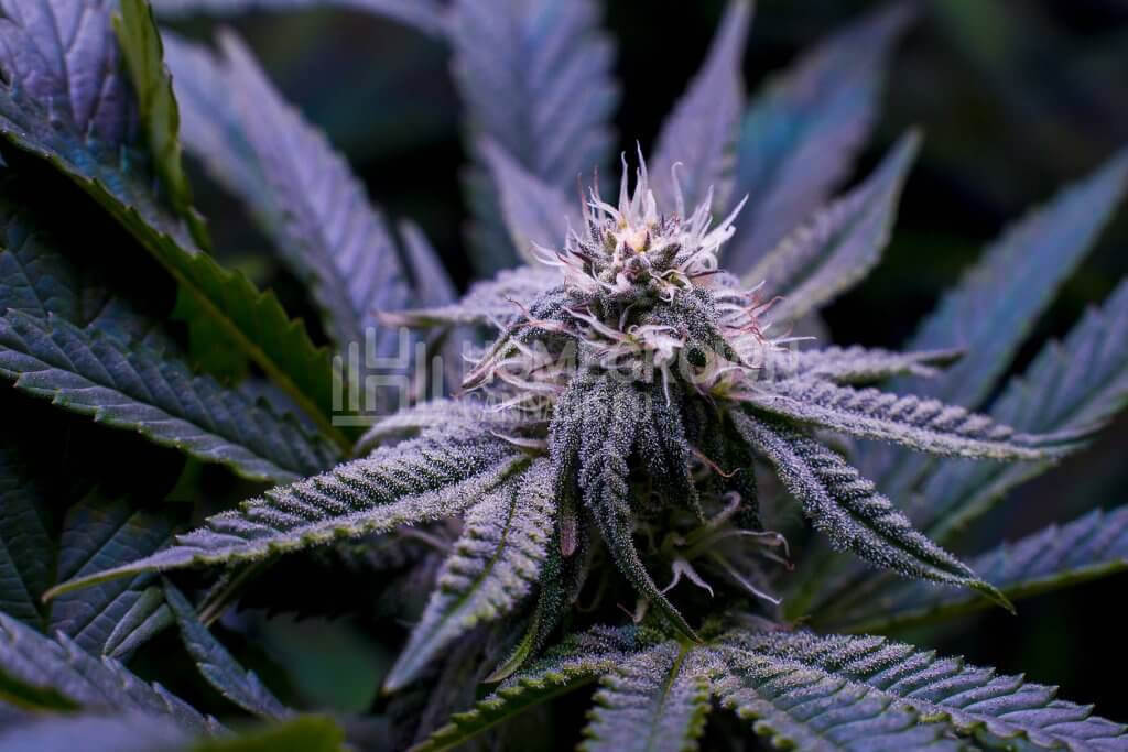 Cannabis Flower With Light Bleaching