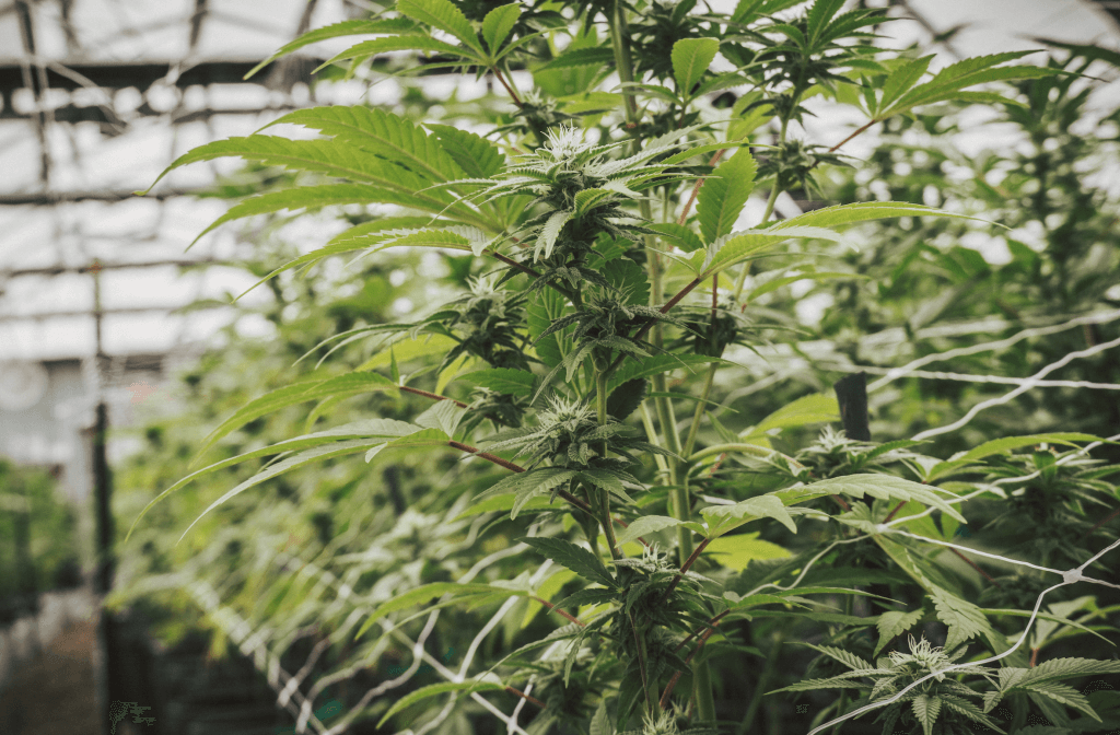 Cannabis Plant growing in a Garden