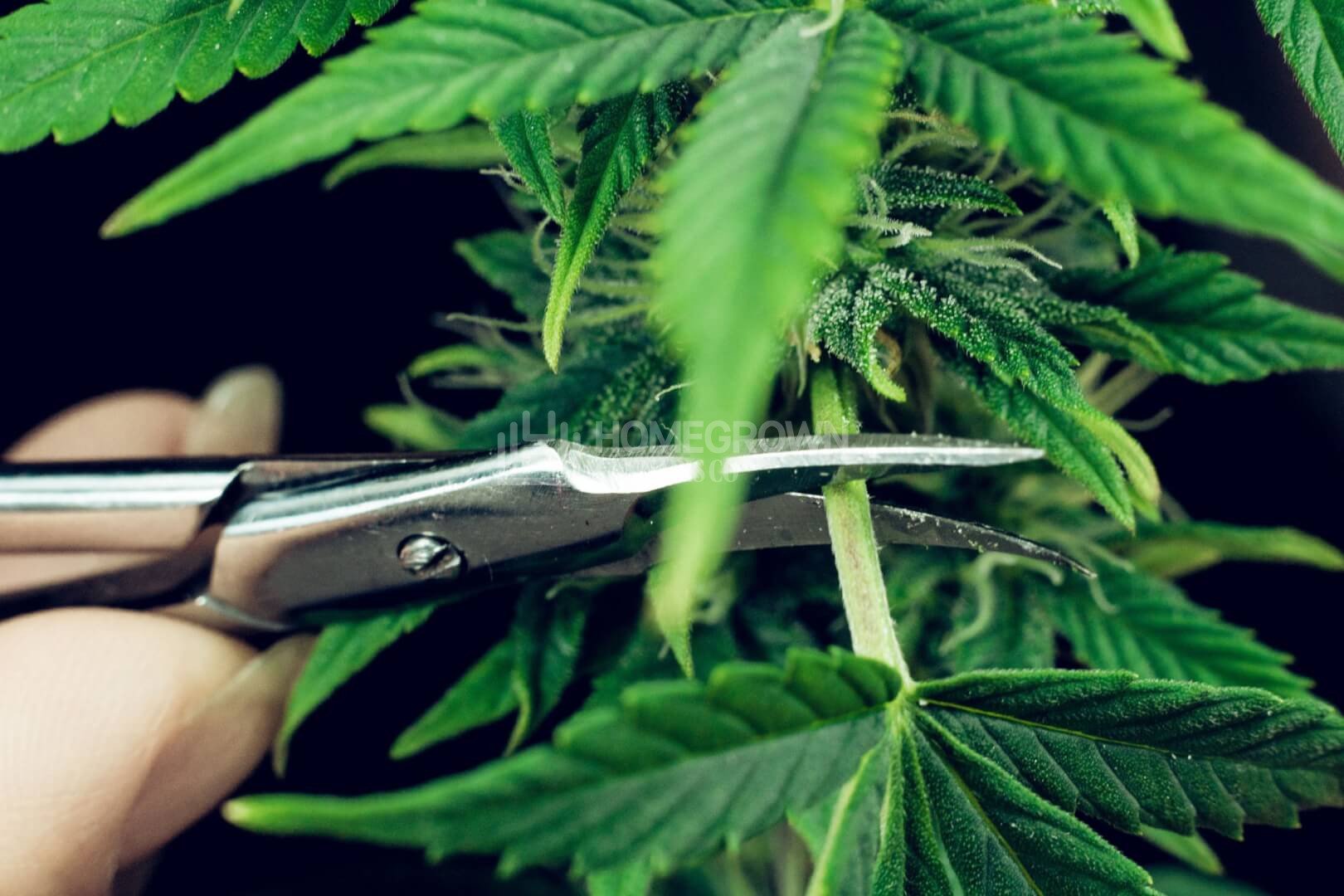 trimming leaves of marijuana
