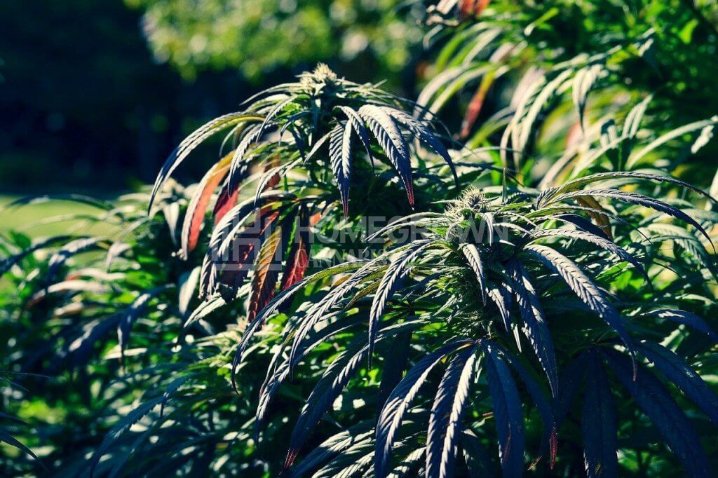 Marijuana outdoors in flower