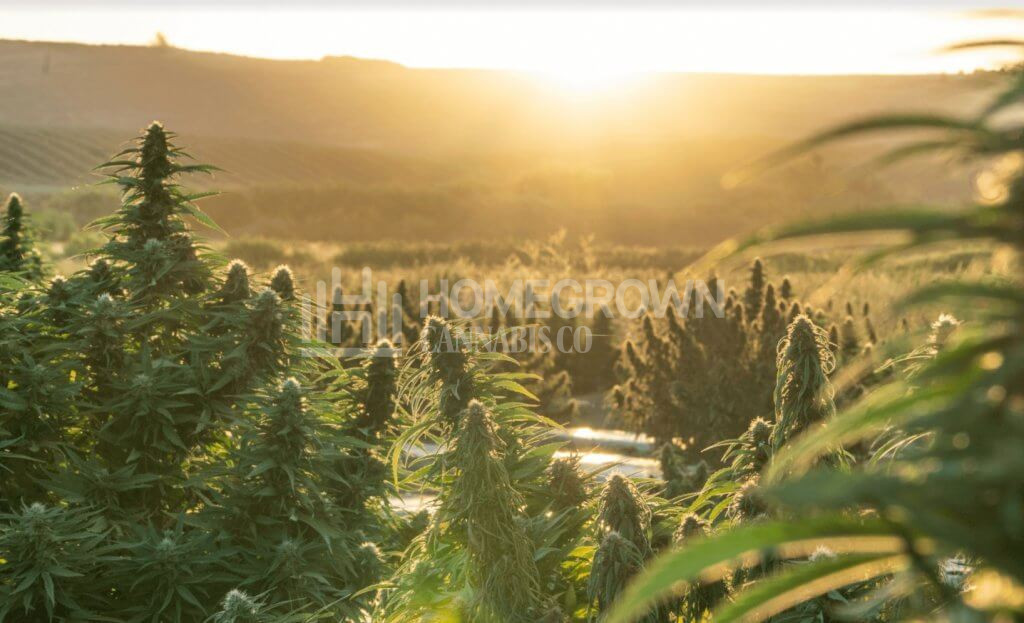 outdoor cannabis strains