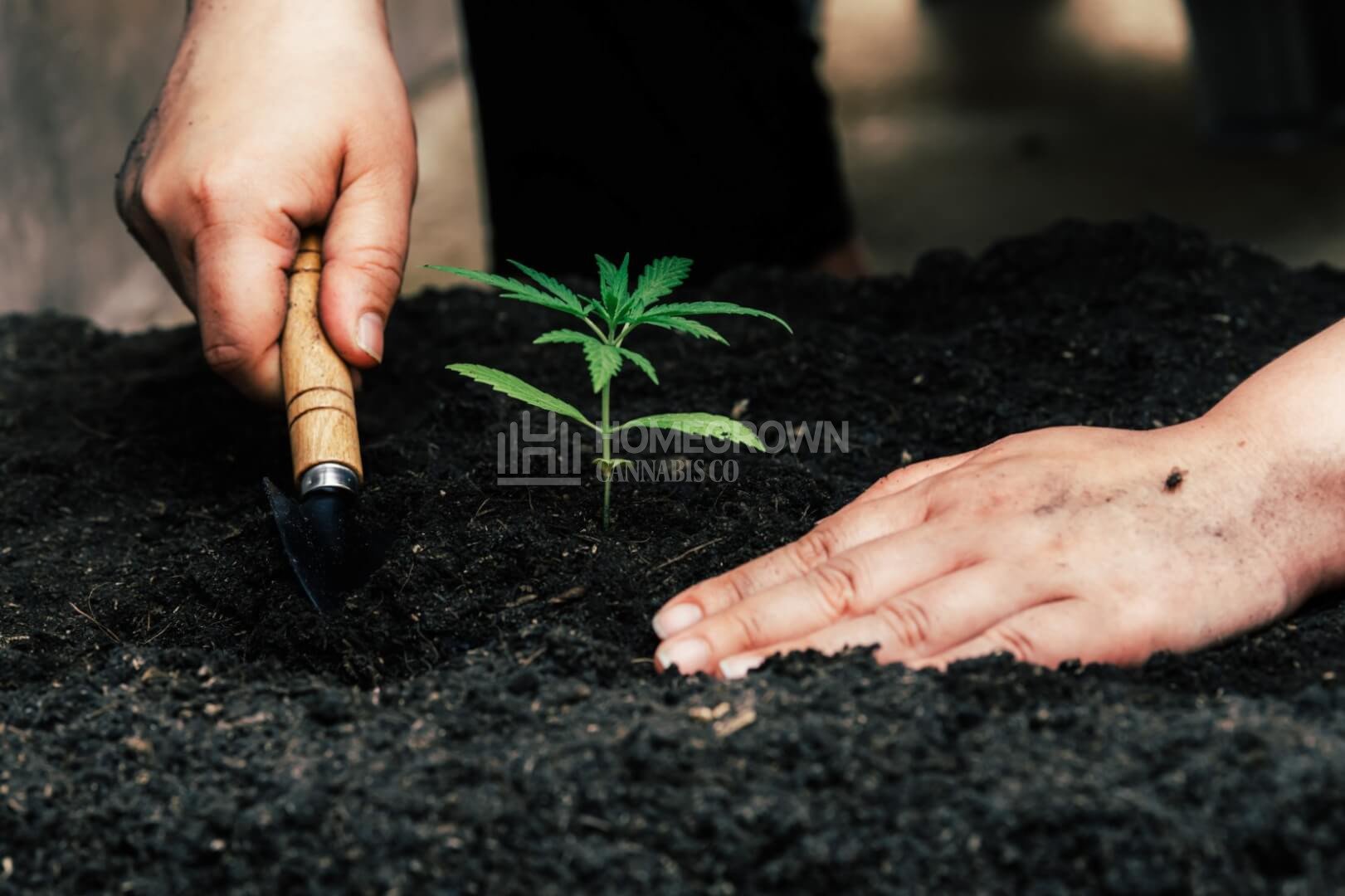 Planting cannabis clones