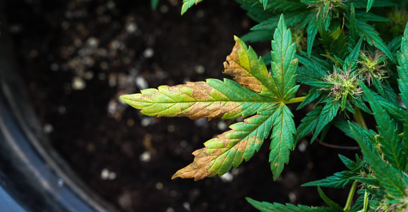 Copper Deficiency In Cannabis