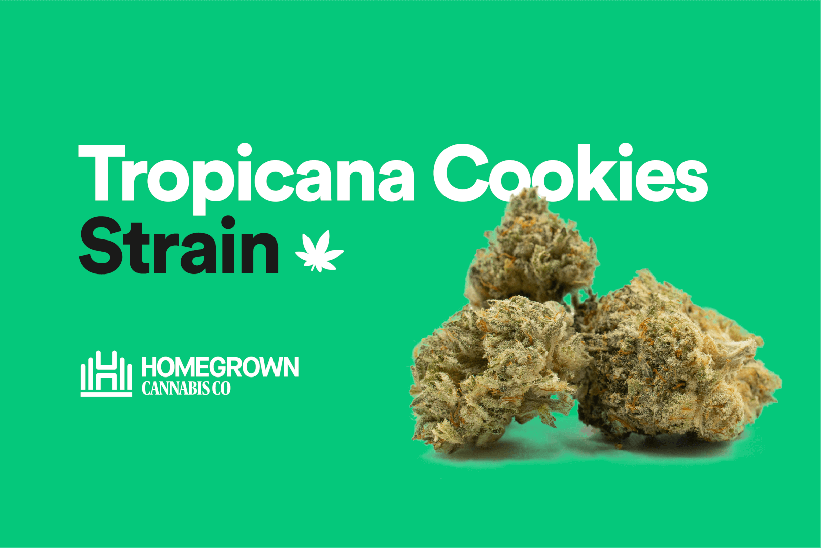 Tropicana Cookies strain