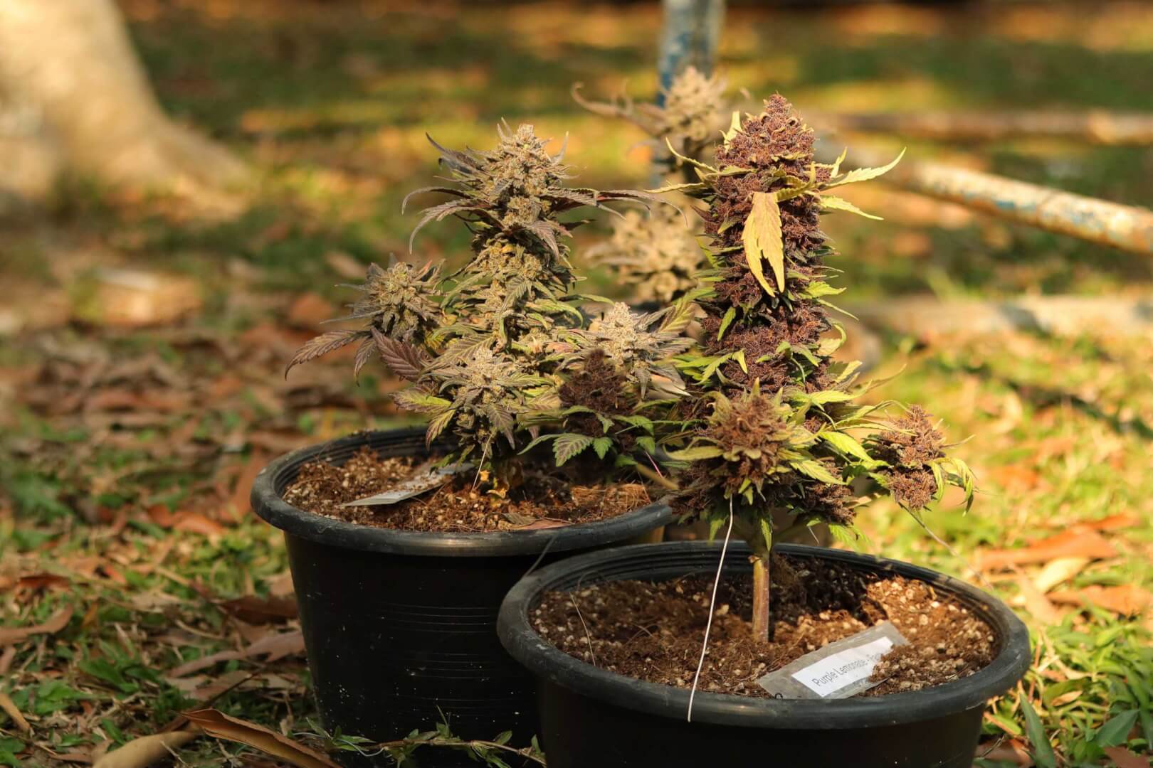 Cannabis Bonsai: A Complete Growing Guide