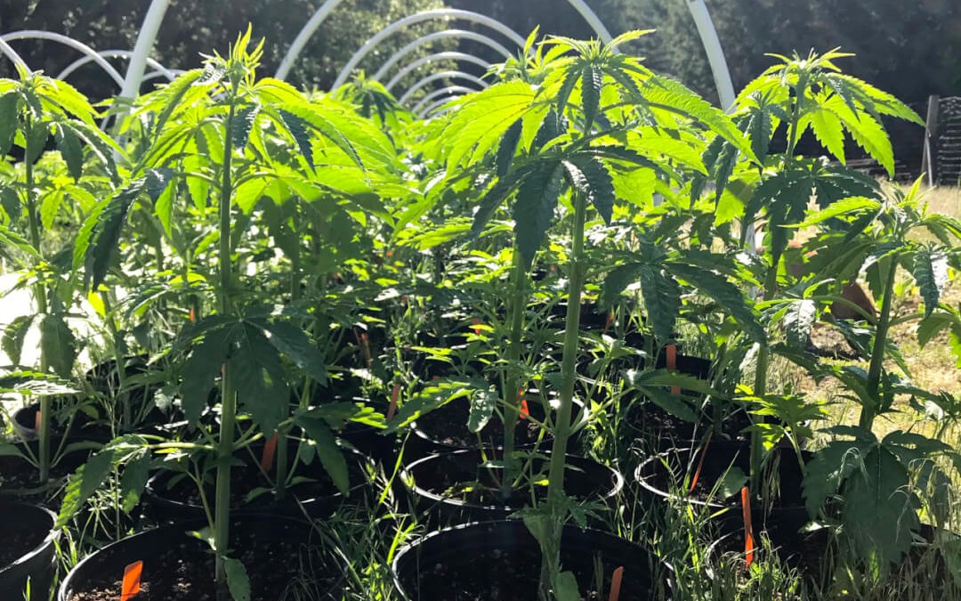 Female cannabis plants grown outdoors from seed