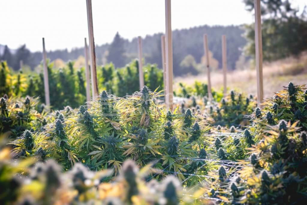  Marijuana Plants Outdoors