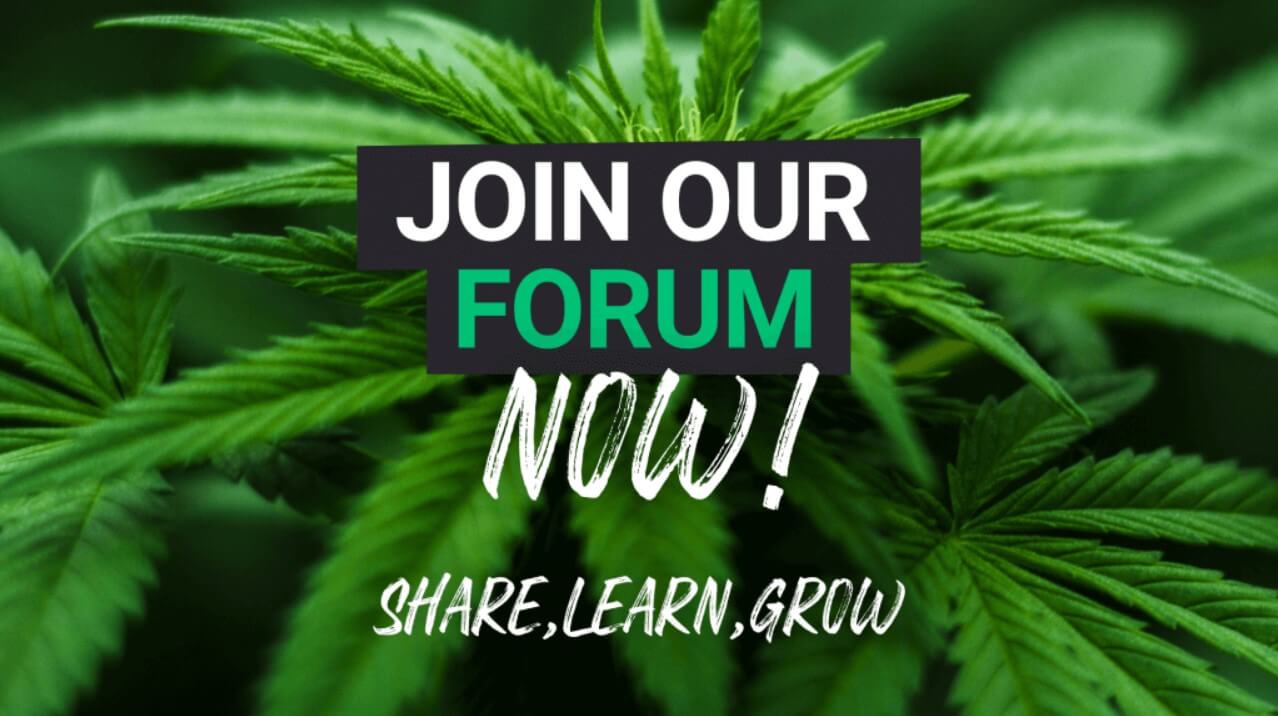 Cannabis growers forum