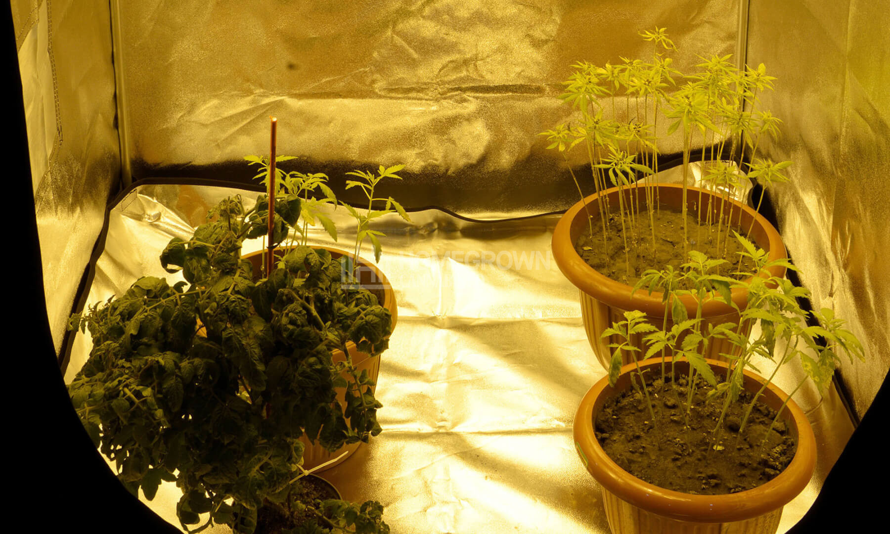 Cannabis growing in a grow box