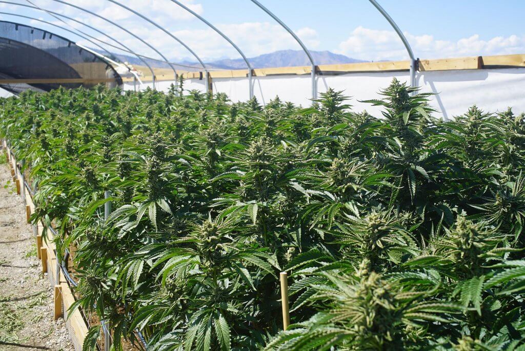 Outdoor Bright Greenhouse Full of Mature Marijuana Plants. Agric