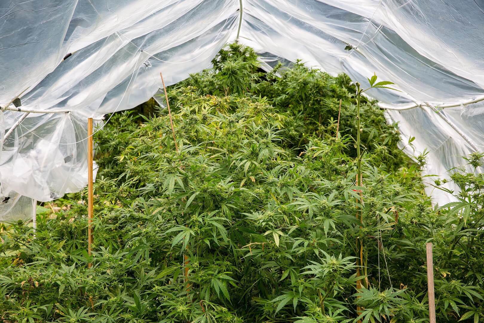 How To Protect Your Outdoor Grow From Rain, Wind & People