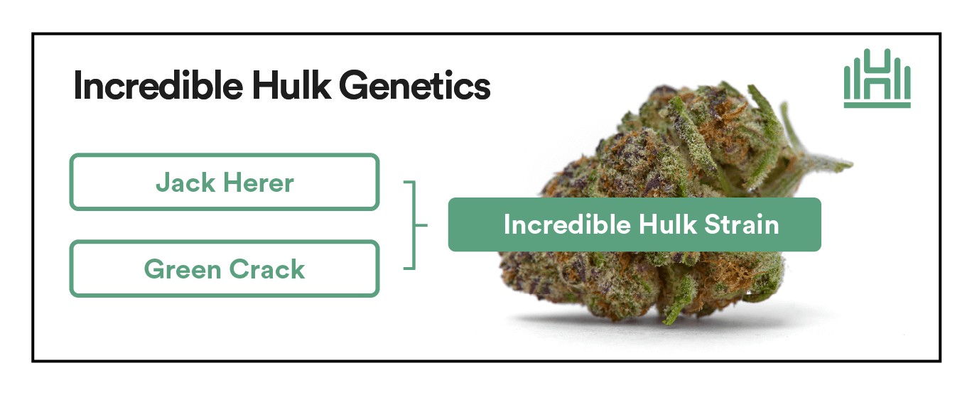 Incredible Hulk Strain Genetics