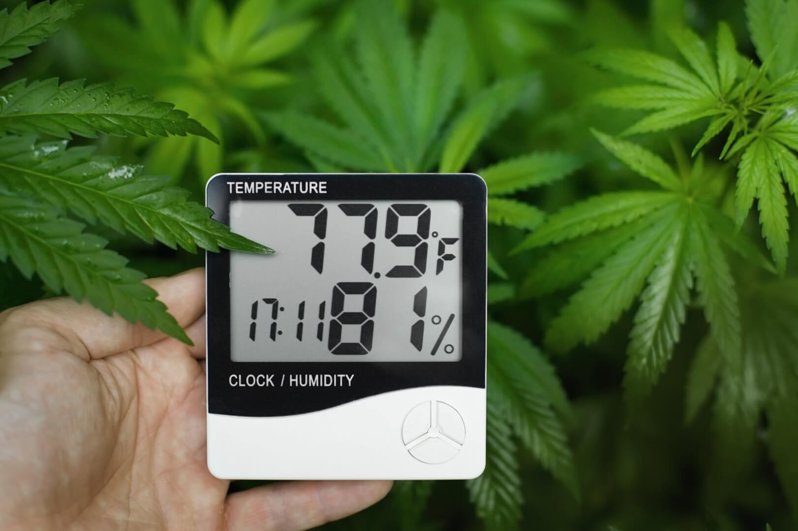 Ideal Temp and Humidity for Grow Tents