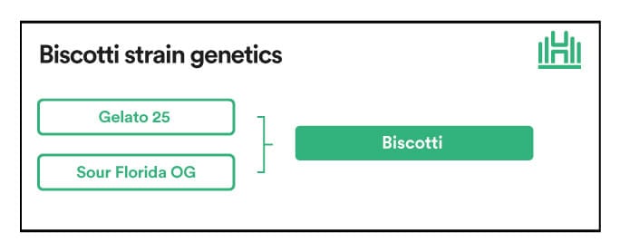 Biscotti strain genetics