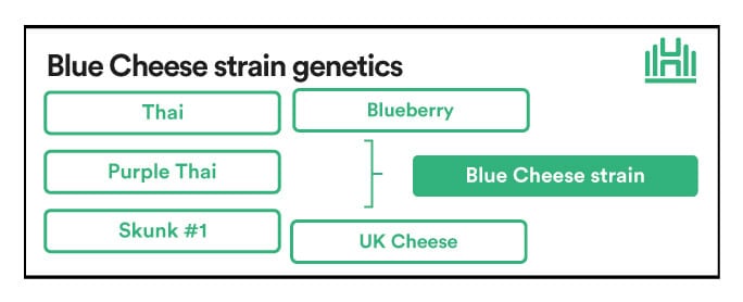 Blue Cheese strain genetics