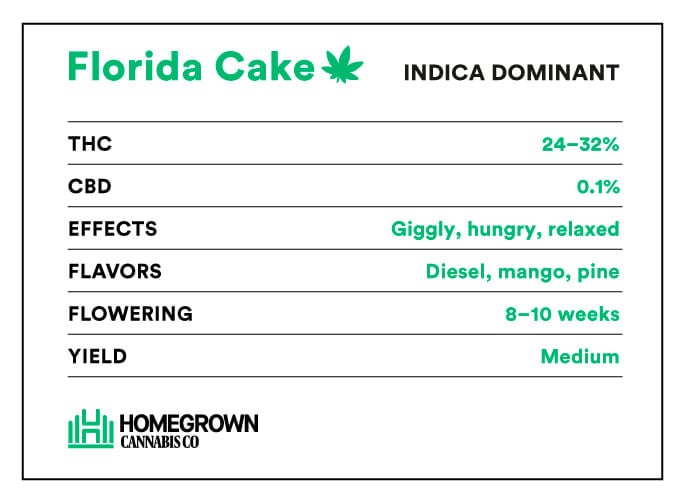 Florida Cake strain