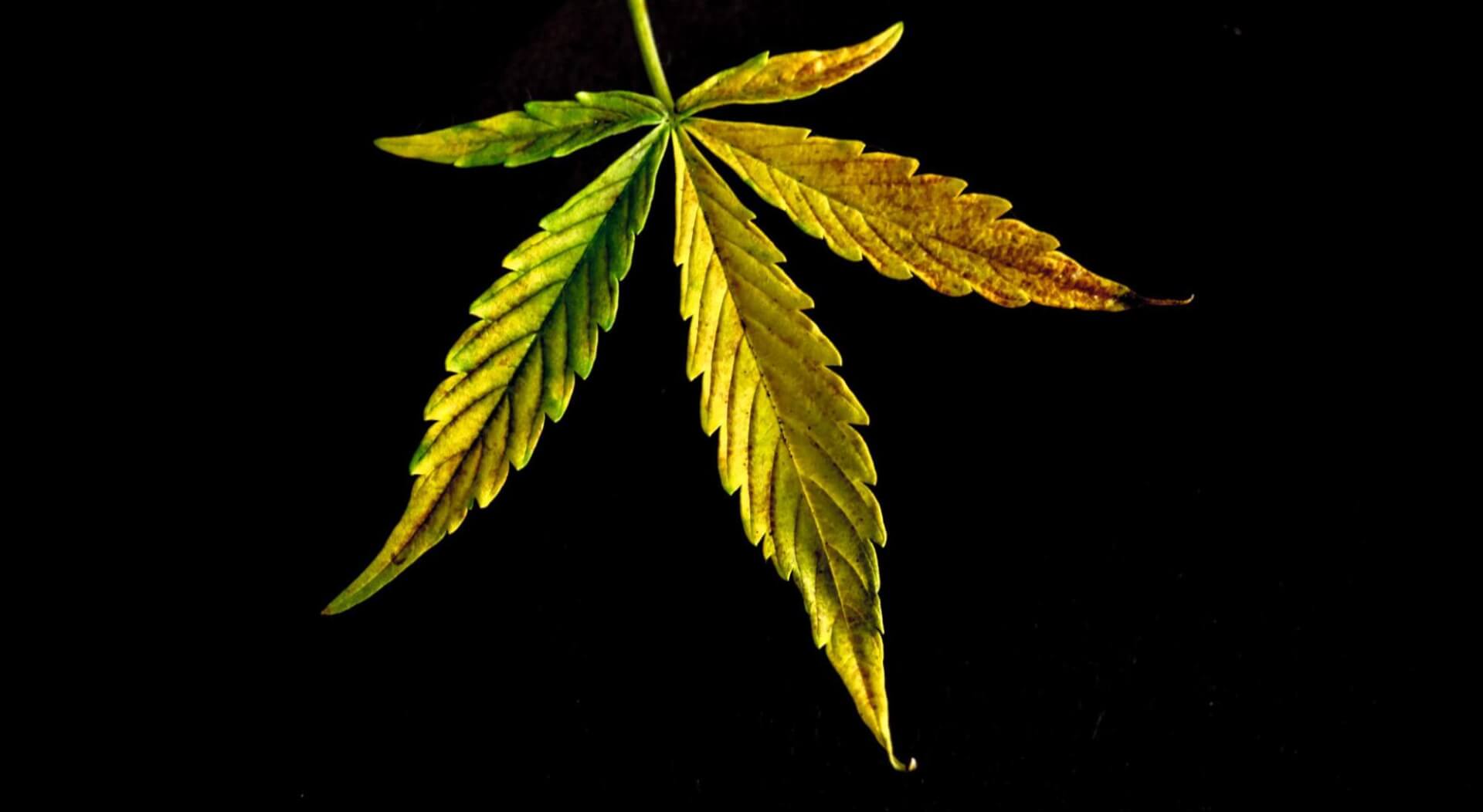 Brown Spots on Weed Leaves: Causes and Solutions