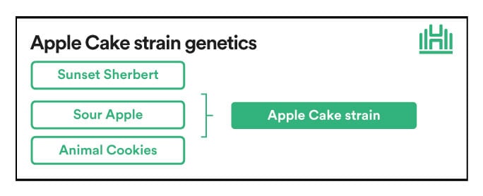 Apple Cake Strain Genetics