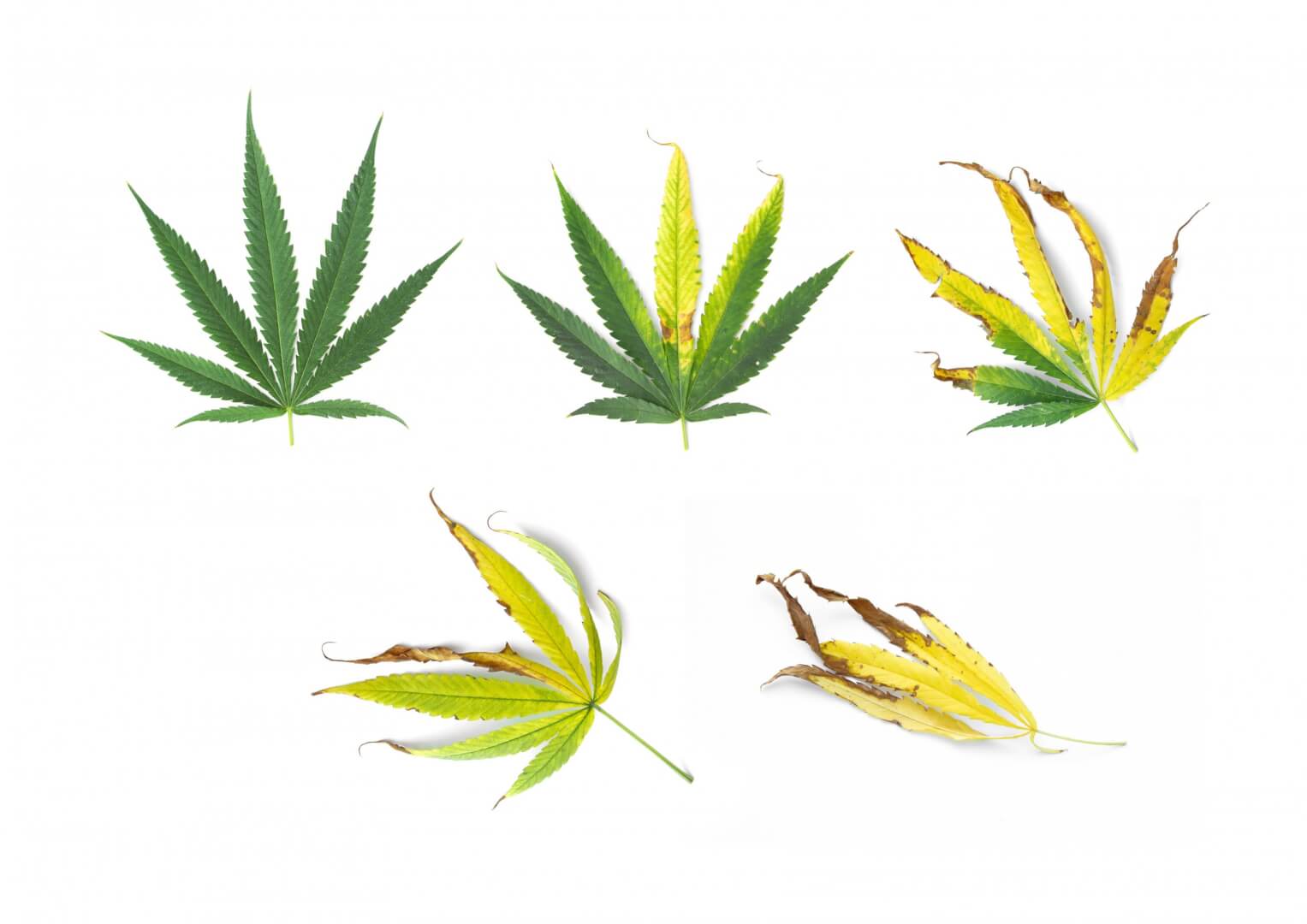 Cannabis leaf problems