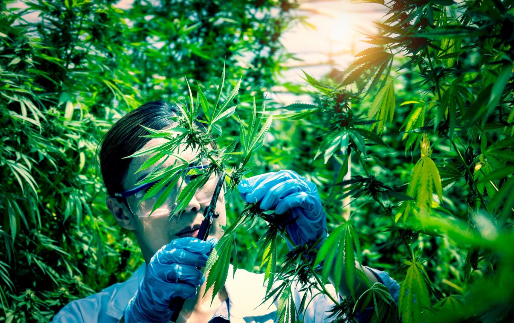 re-vegging cannabis