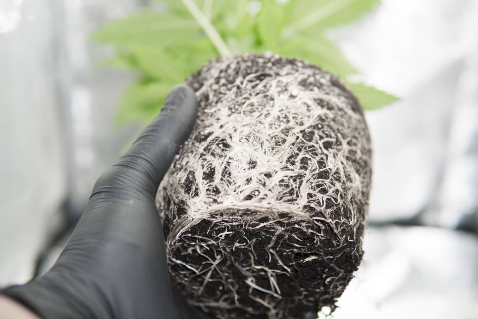 root bound cannabis plant