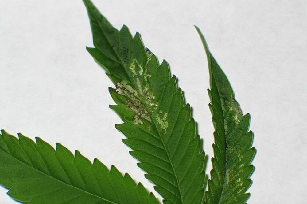 leaf miner on cannabis
