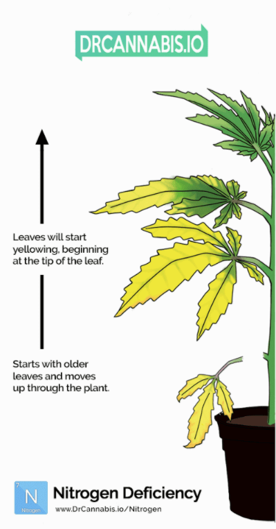 cannabis leaves turning yellow