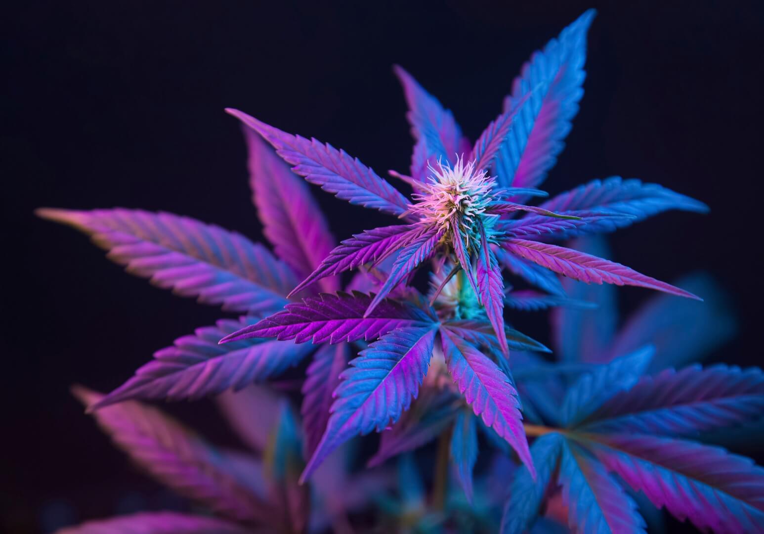blue and purple cannabis