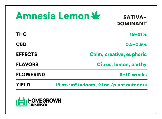 Amnesia-Lemon-Strain-Info