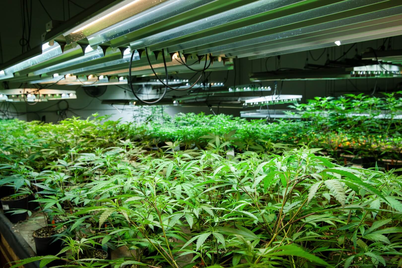 Top 10 Strains To Grow In a Greenhouse