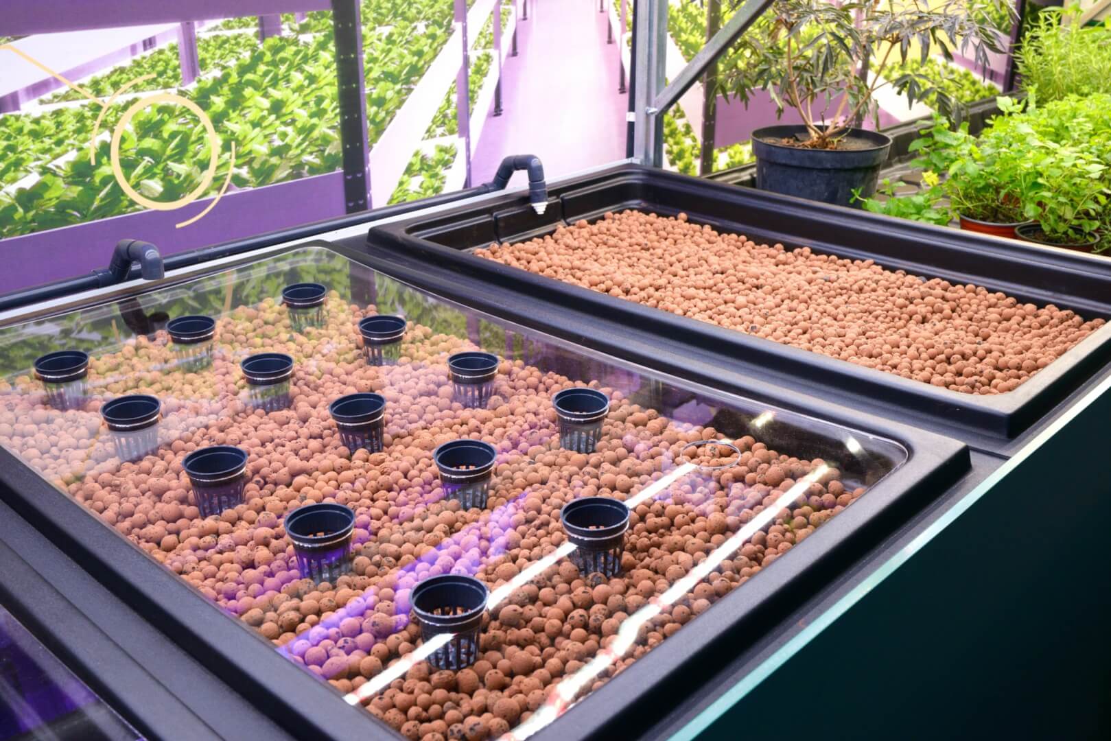 How to set up a cannabis aquaponic system