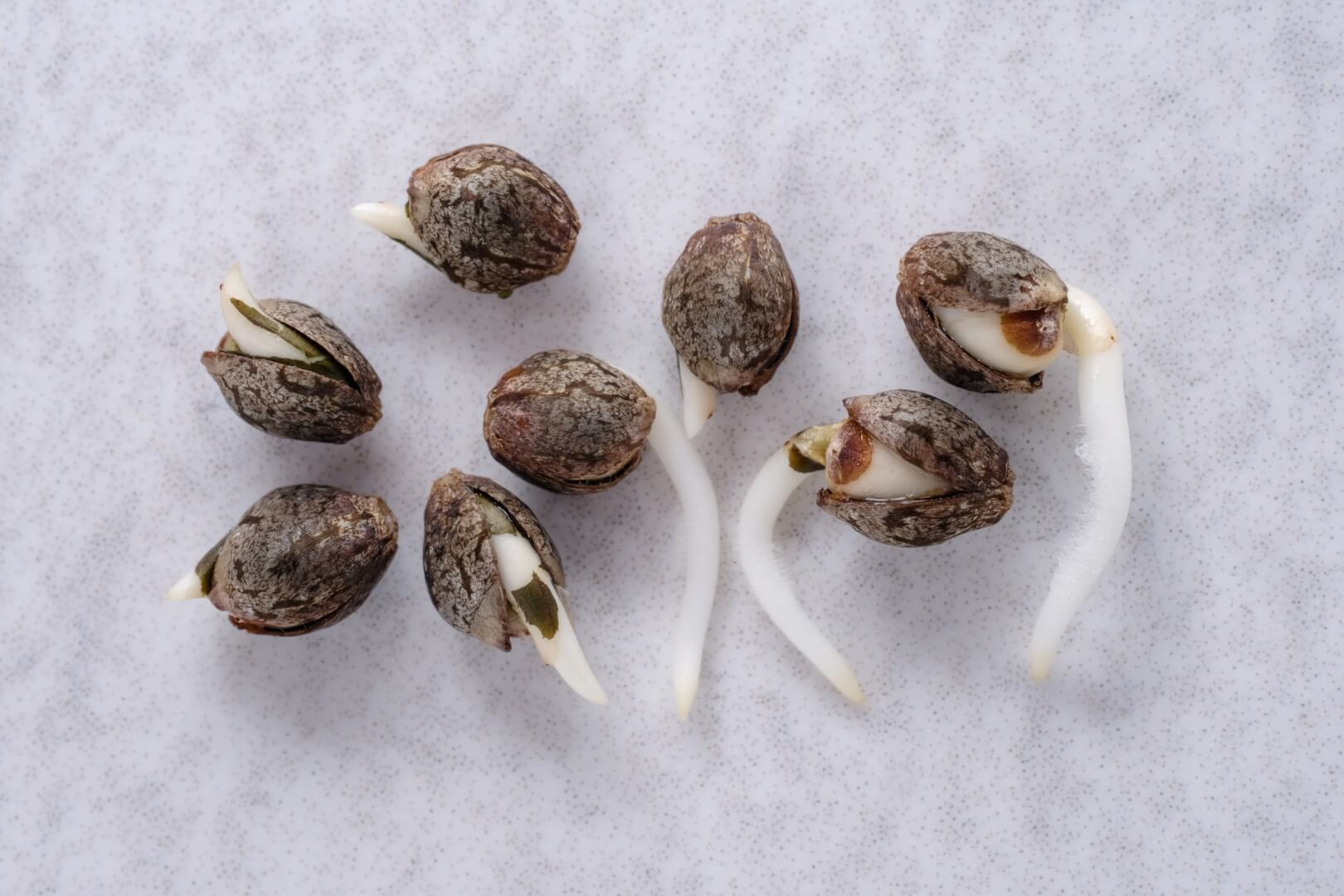 How long do cannabis seeds last with proper care?