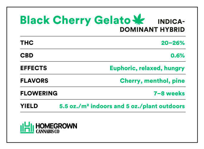 Black Cherry Gelato Strain information