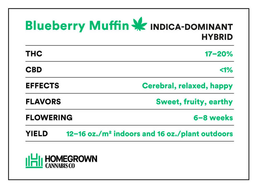 Blueberry Muffin Strain Information