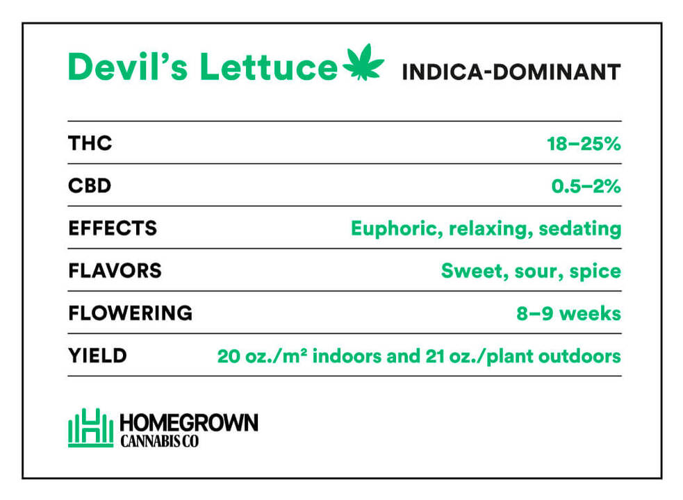 Devil’s-Lettuce strain info