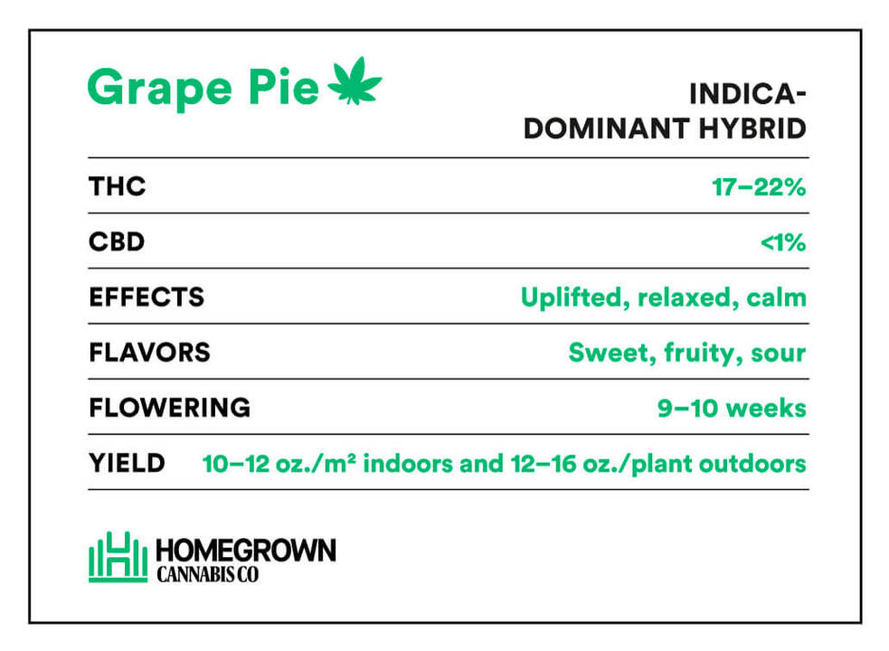 Grape Pie Strain information
