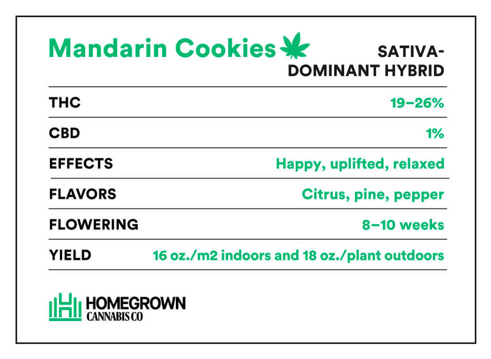 Mandarin Cookies Strain information