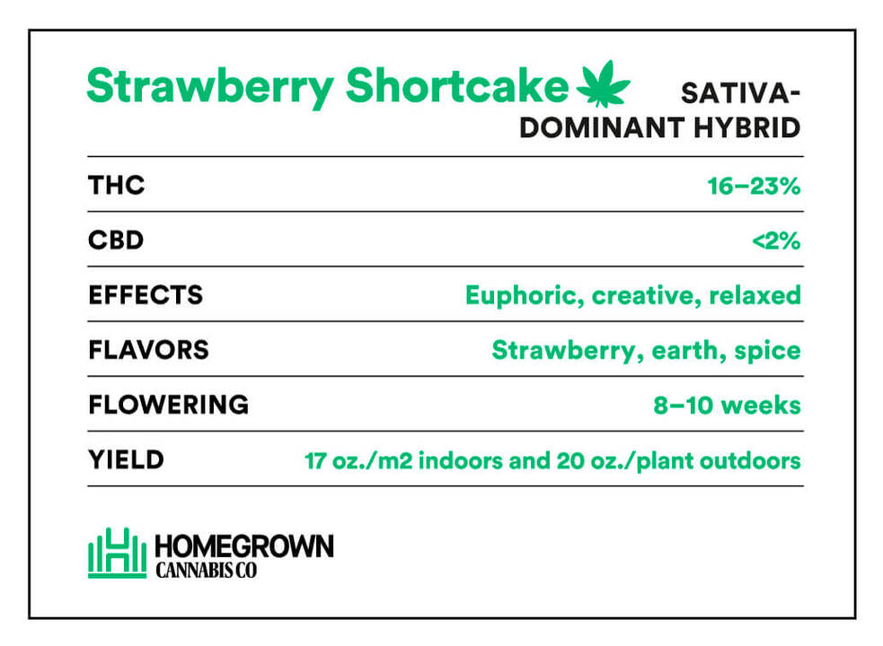 Strawberry Shortcake Strain information