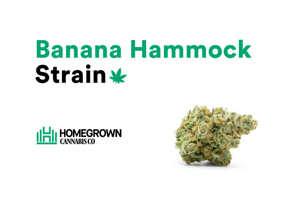 Banana-Hammock Strain