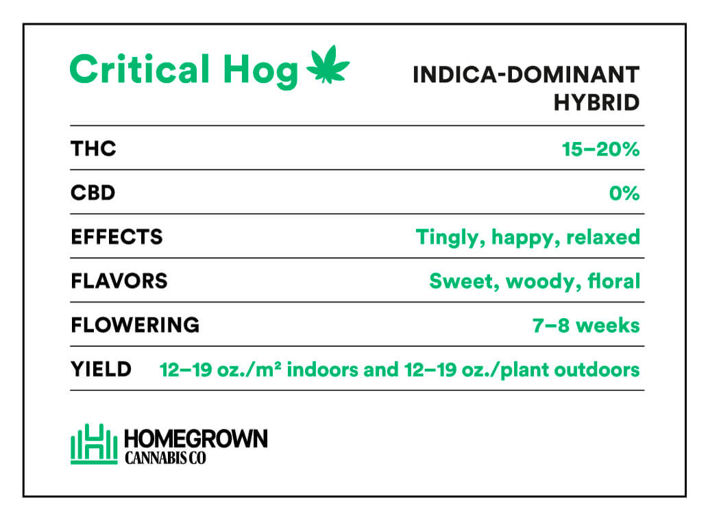 Critical Hog Strain info