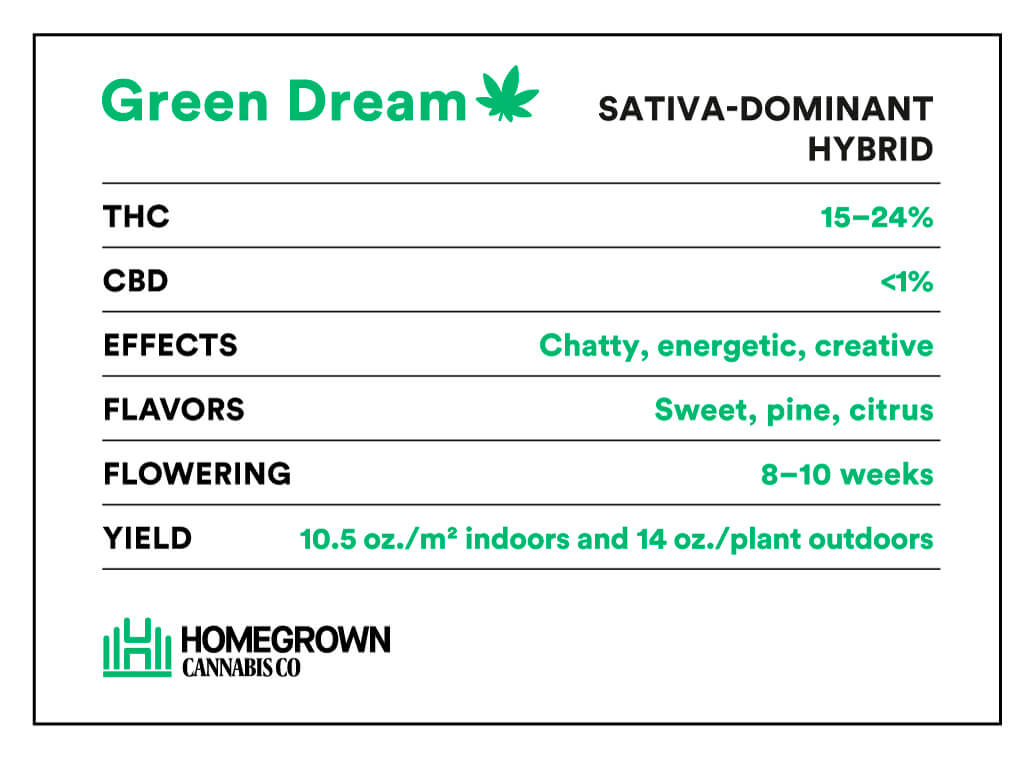 Green Dream Strain Info