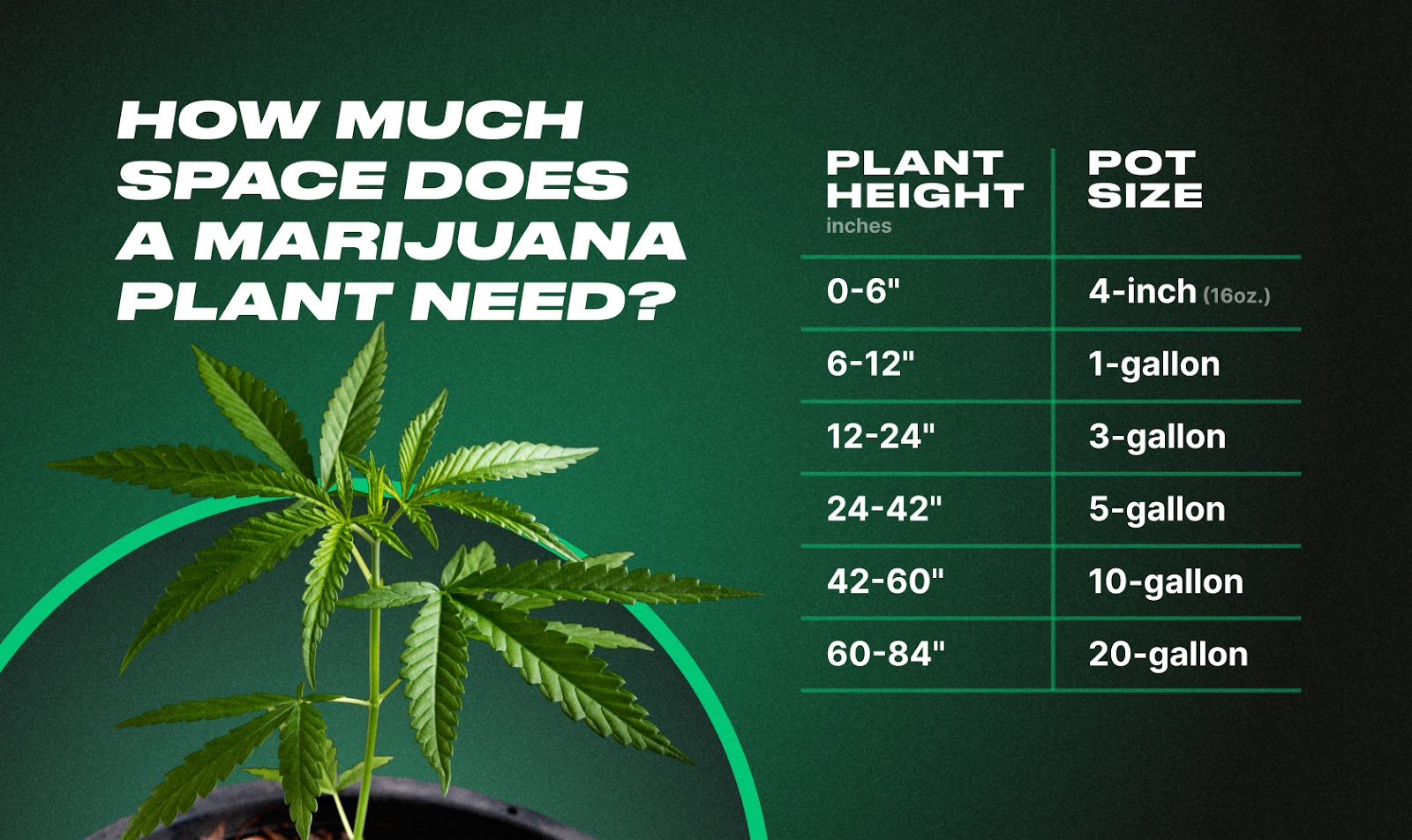 how much space does a cannabis plant need