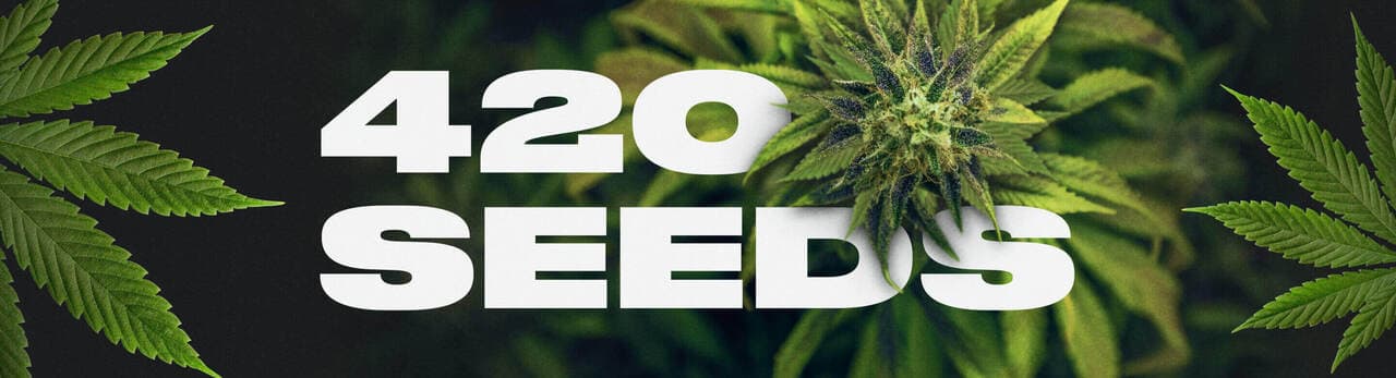 420 seeds | Best Weed seeds | Seed Bank USA
